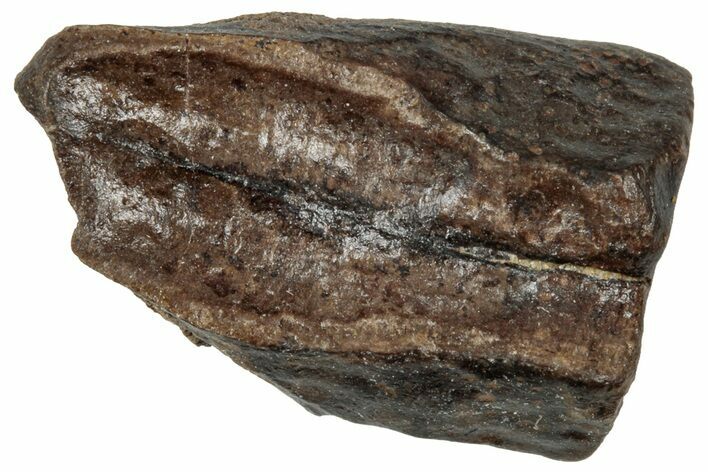 Fossil Triceratops Shed Tooth - Wyoming #358193